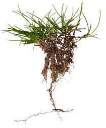 Instalación y Precio de Césped Natural en Valladolid