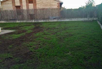 Poda de árboles y setos en lindes. Evita problemas con tus vecinos